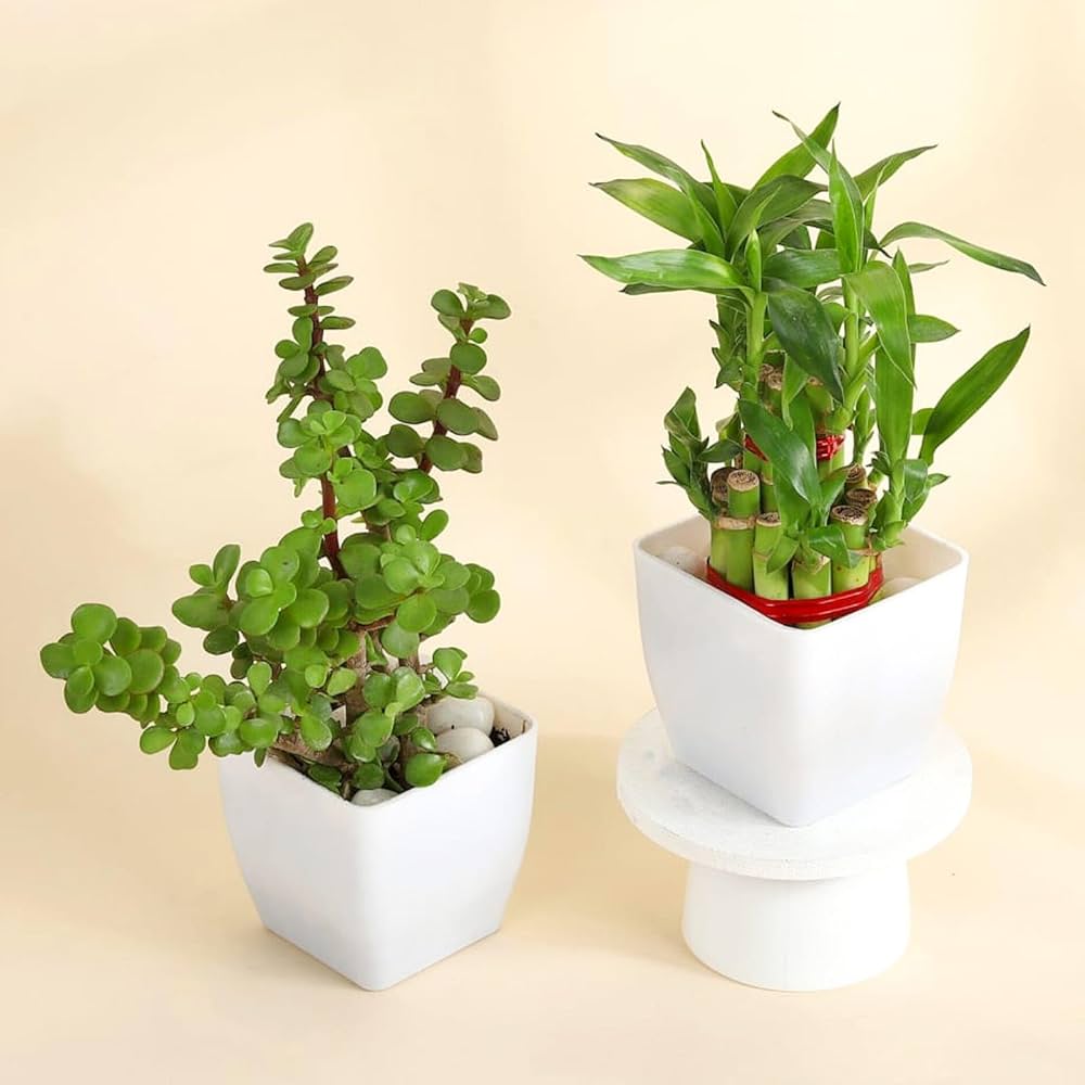 Dhan Vriksh Hamper(Lucky bamboo + jade)