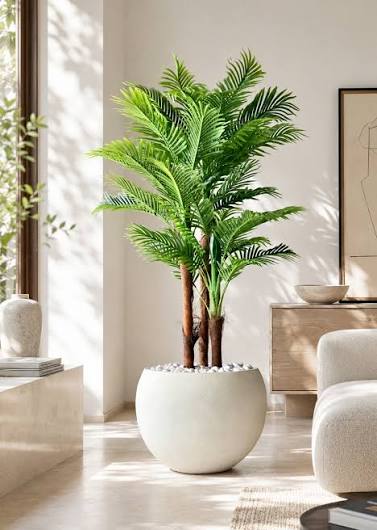 Areca Palm
