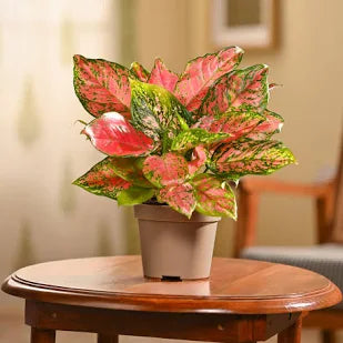 Aglaonema